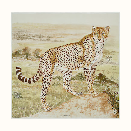Acinonyx Jubatus/Cheetah